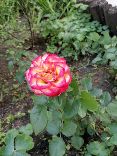 The image shows a close-up of a single rose in a garden. The rose is a bicolor variety with pink outer petals fading to yellow in the center. It is in full bloom and its petals are tightly curled. The rose is surrounded by green leaves and other foliage, typical of a garden setting. In the background, there are wooden posts, possibly part of a fence or border. The ground is covered with dark soil and some scattered green plants. The lighting suggests it is daytime, with soft shadows indicating diffused light, possibly from an overcast sky or early morning/late afternoon. The location is specified as Мыльниково, Russia, though the image itself doesn't contain any explicit clues to this location.