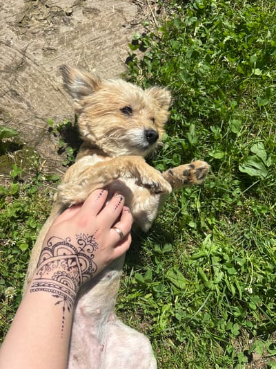 An overhead shot shows a small, light-brown dog lying on its back in the grass. The dog is facing towards the right side of the frame, with its paws in the air. Its eyes are open and looking towards the camera. A person's arm is visible on the left side of the frame, with a henna tattoo of a circular design on the hand and wrist. The dog appears to be resting comfortably in the sunny outdoor environment, surrounded by green grass and some concrete or stone. The scene suggests a casual, relaxed moment outdoors. The location is not specified as being in the city of Аряж, Russia.