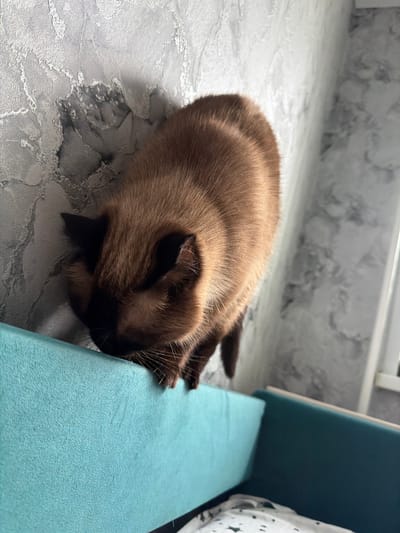 A brown Siamese cat is perched on the edge of a teal upholstered surface, with its head lowered and looking down. The cat's fur is a rich brown, with darker points on its ears and face. The background features a textured grey wall with a marble-like pattern. The scene appears to be indoors, with soft lighting. There is no discernible location in Старые Туймазы, Russia.