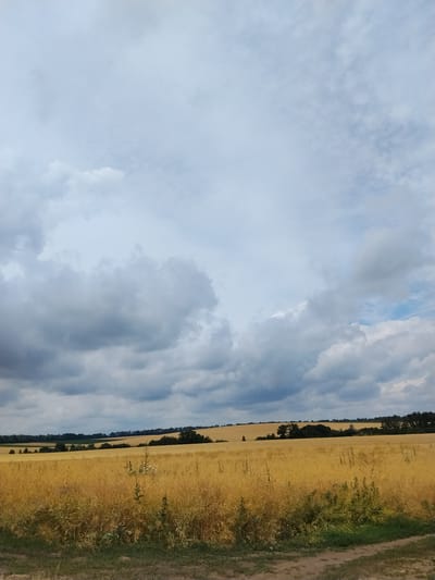This image shows a wide, golden field under a partly cloudy sky in Psilske, Ukraine. The field appears to be a crop of ripened grain, possibly wheat or rapeseed, with tall, dry stalks dominating the foreground and middle ground. A line of dark green trees and vegetation forms a distant horizon, suggesting rolling hills or the edge of the agricultural land. The sky is a mixture of light gray and white clouds, with some patches of blue visible. A dirt path or road runs along the bottom edge of the frame. There are no people or animals visible in the scene. The overall impression is one of a rural landscape during harvest season.