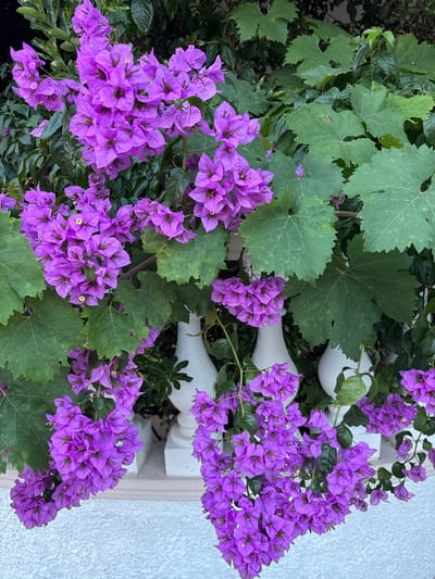 In Burtaiši, Montenegro, a vibrant bougainvillea plant with abundant purple flowers cascades over a white decorative railing. The plant's lush green leaves are interspersed with the bright floral displays, creating a striking contrast against the textured white surface of a wall in the foreground. Behind the railing, the darker greenery of other foliage is visible. The scene captures a moment of natural beauty in an outdoor setting, likely a garden or a facade adorned with climbing plants.