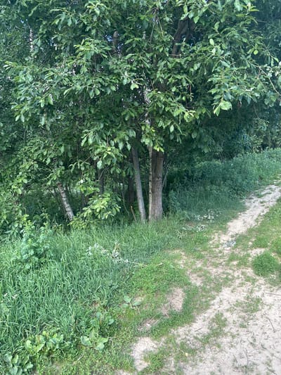 This is a vertical, top-down photograph of a nature scene, likely taken in Koltushi, Russia. The foreground is dominated by lush green trees with dense foliage, their branches reaching down into the frame. The leaves are a vibrant green, suggesting a summer or late spring setting.

To the right of the trees, a dirt path with sparse green vegetation winds its way through the scene. The path appears to be made of light-colored soil, possibly sand or gravel, with patches of grass and small plants growing along its edges and in between the sandy areas. The path leads away from the viewer and towards the background, where it disappears into a more densely vegetated area.

The overall impression is one of a natural, somewhat wild landscape. There are no people or man-made objects visible, except for the path itself. The lighting suggests it is daytime, with the sun casting shadows that are not particularly harsh, hinting at possibly overcast conditions or a time of day when the sun is not directly overhead. The colors are rich and natural, dominated by greens and earthy tones. The scene evokes a sense of tranquility and the untouched beauty of nature.