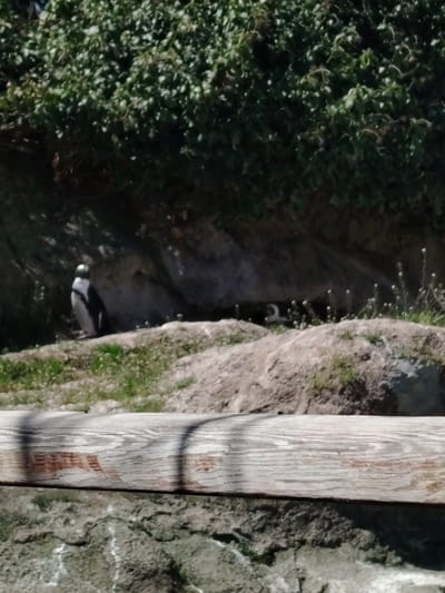 This image captures an outdoor animal enclosure, likely a part of a zoo or wildlife park, with the context suggesting it is located in Tepebaşı, Turkey. The scene is bathed in bright sunlight, indicating it is daytime.
The primary subjects are two penguins. One stands prominently on the left side of the mid-ground, facing right, its distinct black and white markings clearly visible. A second penguin is partially seen further back, nestled in a shaded area formed by rocks and vegetation towards the center-right of the frame, appearing to be resting or lying down.
The setting is a naturalistic habitat featuring light-colored rocks, sparse green grass with small white flowers on the ground. The background is covered in dense, dark green foliage, possibly bushes or ivy, growing on a rocky incline. A weathered wooden beam or fence post stretches horizontally across the entire foreground, acting as a barrier and casting shadows, further emphasizing the sunny conditions.
There is no discernible activity taking place, as both penguins appear stationary. No human subjects or specific emotions are evident. There is no visible text within the image.