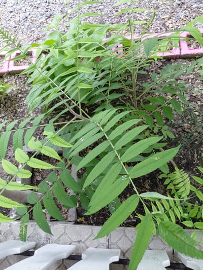 A close-up, high-angle, eye-level shot captures lush green foliage in an outdoor setting, likely a garden or park area. The foreground is dominated by a plant with long, compound leaves, each leaflet serrated along the edges. The leaves are a vibrant green, with some showing lighter green veins. In the background, larger, broader green leaves of another plant are visible, partially obscured by the foreground foliage. A section of pink decorative edging is also visible, suggesting a landscaped area. The ground beneath the plants consists of dark soil and small, light-colored gravel. The scene appears to be in the city of Ақши, Kazakhstan, though no specific landmarks or contextual clues are present to confirm this beyond the initial prompt. The lighting suggests it is daytime, possibly overcast, as there are no harsh shadows.