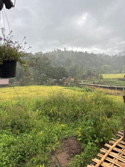 The image depicts an outdoor rural scene in Ban Paem Bok, Thailand, under an overcast sky with visible rainfall. In the immediate foreground, to the left, a dark-colored hanging pot containing a plant with green foliage and small purple flowers is partially visible. The lower section of the image is dominated by dense, wild green vegetation, including some plants with purple blooms, and a small area of disturbed brown soil in the lower-left corner. A partially visible structure made of horizontal wooden planks and bamboo poles is present in the lower right.
The midground features a large, rectangular field of golden-yellow crops, likely rice, stretching horizontally across the frame. Traversing this field is an elevated wooden walkway or bridge. On this walkway, three individuals are visible: one person in a light-colored garment is walking from right to left, and two darker figures are further along the path to the right. Beyond the crop field and walkway, several rustic-looking structures, including a two-story building and smaller huts, are situated amidst trees. A prominent dark heart-shaped structure is visible near the walkway.
The background consists of dense, green forested hills under a uniformly grey, cloudy sky. Rain streaks are evident throughout the air, indicating ongoing precipitation.