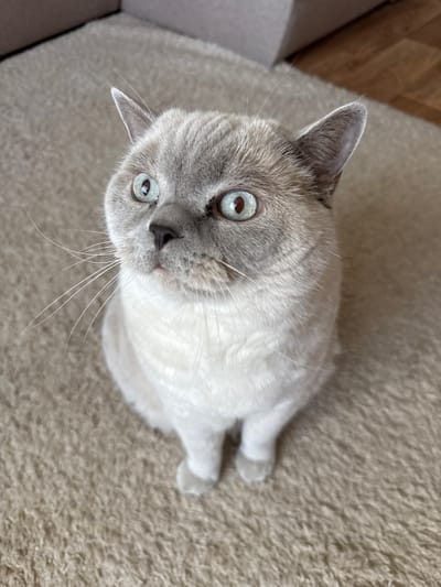 A light gray cat with striking blue-green eyes sits on a beige carpet, looking upwards. The cat has distinct points of darker gray fur on its face, ears, and tail, a common trait in breeds like the British Shorthair or a colorpoint mix. Its whiskers are long and prominent, fanning out from its muzzle. The background shows a blurred glimpse of a sofa and a wooden floor, suggesting an indoor domestic setting. There are no people or other animals visible in the image. The scene is lit from above, casting soft shadows. The image does not provide any information about its location in Slobozhanske, Ukraine, or any other geographical context.