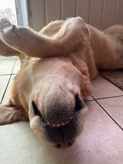 A golden retriever is lying on its back on a tiled floor, with its paws in the air. The dog's mouth is open, and its teeth are visible. The background appears to be an indoor setting with a door and wall. The location in Советское сельское поселение, Ukraine is not specified in the image.