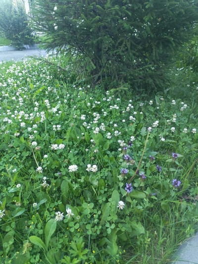 The image captures a close-up view of a patch of ground cover in Krasnoe Pole, Russia, characterized by a dense growth of white clover and various other green foliage. A large evergreen tree dominates the upper portion of the frame, its dark green needles providing a contrasting backdrop to the lighter greens and whites of the ground flora. In the lower right quadrant, several clusters of small purple flowers are visible amidst the clover, adding a touch of color to the scene. The ground itself is uneven and covered with a thick layer of grass and plants, suggesting an outdoor, possibly unmanicured area. There are no people or animals present in the image. The lighting appears natural, indicating daylight conditions.