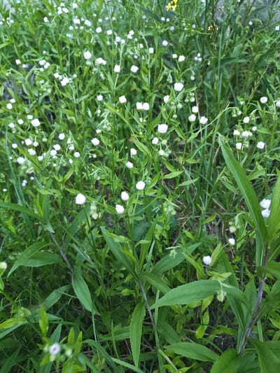 This is a close-up, vertical, eye-level photograph of a dense patch of green foliage with numerous small white flowers, some of which are in bud. The plants are varied in height and texture, with some appearing taller and more erect, while others are shorter and more sprawling. The overall impression is one of a natural, uncultivated area. The lighting suggests it is daytime, with diffused light, possibly indicating an overcast sky or shade. There are no visible people or man-made objects. The image does not provide any specific indicators of location within the city of Васильково, Russia, beyond its natural, vegetated appearance.