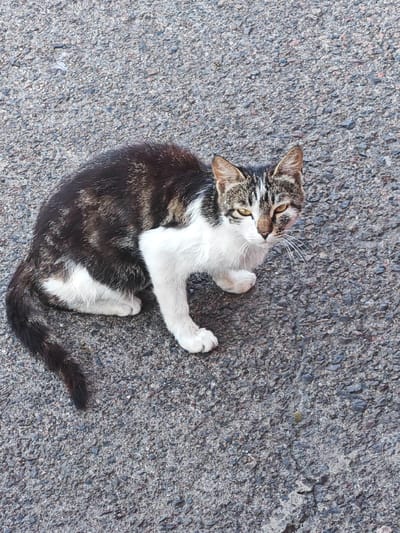 A black and white tabby cat with yellow eyes is lying on a dark gray asphalt surface. The cat is facing the viewer and is positioned in the center-left of the frame. Its fur is a mix of dark brown, black, and white. The cat's left front paw is extended forward, while its right front paw is tucked under its body. The background is entirely composed of the asphalt, which has a rough texture with visible small stones and gravel. There are no other objects or living beings in the frame. The scene appears to be outdoors, likely in an urban or suburban environment. The lighting suggests it is daytime.