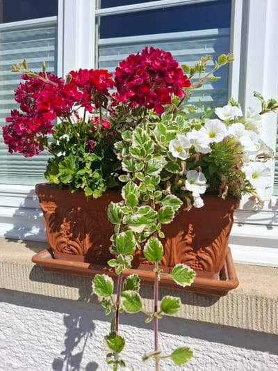 A close-up, eye-level, outdoor shot captures a terracotta planter filled with red and white petunias, and a trailing plant with variegated green and white leaves. The planter sits on a stone windowsill in front of a white-framed window with horizontal blinds. The lower part of the image shows a textured white wall and the shadow of the trailing plant. This scene is located in Klettgau, Germany.