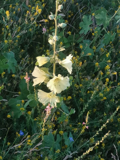 A cluster of pale yellow hollyhock flowers bloom on a tall stalk, set against a background of dense green foliage dotted with small yellow wildflowers. The scene, located in the city of Kubina, Russia, depicts a natural setting with various plants including what appear to be grasses and other wildflowers. One pink flower spikes vertically in the mid-ground, and a single, small blue flower is visible in the lower left quadrant of the image. The lighting suggests it may be late afternoon or early morning, with the sun casting a soft glow on the flowers. There are no people or animals present in the image.
