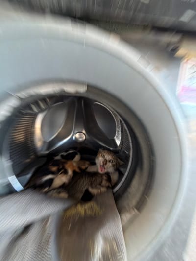 A blurry, close-up photo shows the inside of a washing machine. Several kittens are nestled inside the drum of the washing machine. A gray cloth or garment is also inside the drum, partially obscuring the kittens. The environment suggests an indoor setting, possibly within a residential area in Jabalia, Palestinian Territory.