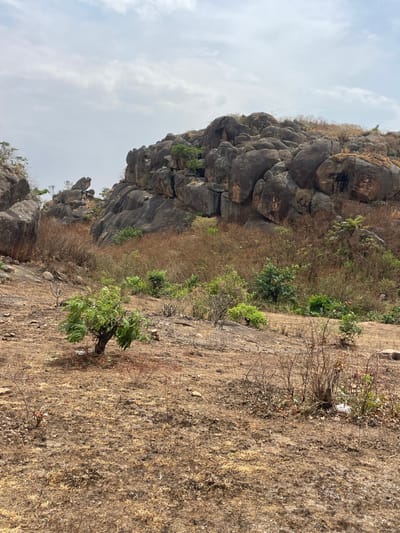 The image depicts an arid, rocky landscape in the city of Gero, Nigeria, under an overcast sky. The foreground consists of dry, reddish-brown soil scattered with sparse, withered brown grasses and small, dead shrubs. A single small tree with green foliage and a dark trunk is situated on the left side of the foreground. The midground features a gradual incline populated by denser clusters of dried brush and occasional small green shrubs. The background is dominated by a large formation of dark grey to reddish-brown, weathered boulders and rock outcrops, forming a prominent hill or mountain. Sparse green vegetation is visible clinging to crevices and surfaces of these rock formations. No human subjects, animals, structures, or active human intervention are visible within the scene.