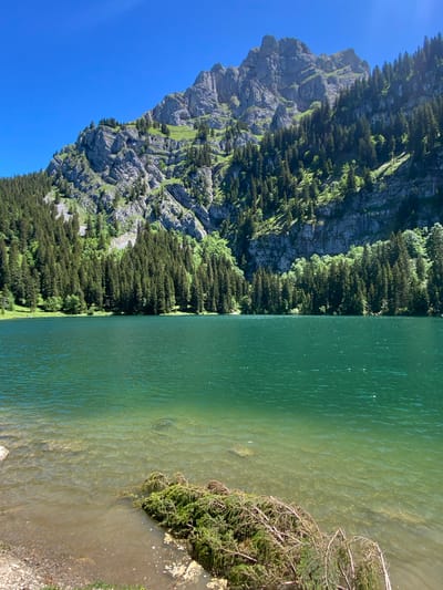 A serene lake lies in the foreground, its waters a vibrant turquoise green, becoming clearer and lighter near the shore where pebbles and sand are visible. A pile of moss-covered branches and debris rests partially submerged at the water's edge on the right. Beyond the lake, a dense forest of dark green coniferous trees covers the lower slopes of a rugged, rocky mountain. The mountain's peaks are steep and imposing, with visible strata and patches of green vegetation. The sky above is a clear, bright blue. This is a landscape photograph taken in the vicinity of Brienz, Switzerland.