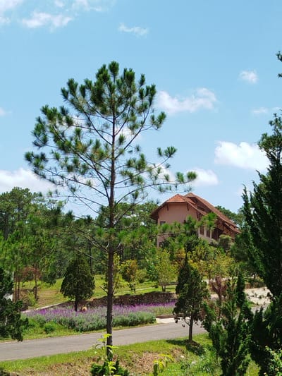 This is a medium-shot, eye-level, vertical photograph of a house nestled among trees in the city of Lac Duong, Vietnam. The sky is a bright blue with scattered white clouds. In the foreground, a tall pine tree with sparse branches dominates the left side of the frame. A road curves through the scene, bordered by lush green grass and a vibrant patch of purple flowers. In the mid-ground, the house features a terracotta-tiled roof and light-colored walls, partially obscured by a dense array of evergreen trees. The architecture suggests a resort or a large residential property. The overall impression is one of a tranquil, natural setting with human habitation integrated into the landscape.