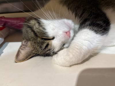 A close-up, low-angle shot captures a tabby and white cat sleeping. The cat is positioned on a light-colored, smooth surface, likely a table or floor. Its head is turned to the left, with its eyes closed and its pink nose tucked into its white paw. The cat's fur displays a mix of brown, black, and white tabby markings. Long, white whiskers fan out from its face. In the background, a blurred pink object and a white cylindrical object are visible, suggesting the presence of household items. The lighting is soft, creating gentle shadows. The image is devoid of any human presence or specific urban elements that would indicate a location within Капыльскі сельскі Савет, Belarus; it appears to be an indoor domestic setting.