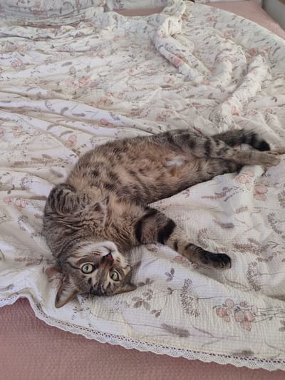 A tabby cat is lying on its back on a bed with a floral duvet. The cat has green eyes and is looking at the camera. The duvet is white with a pattern of pink flowers and green leaves. The bed is in a bedroom, and the time of day appears to be daytime. There is no visible text in the image.