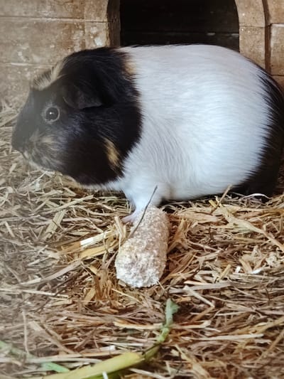 A tri-colored guinea pig, predominantly white with black and tan markings on its face and back, is positioned on a bed of dry hay within a brick enclosure. The guinea pig is facing left, with its dark eye visible. In front of the guinea pig, also on the hay, is a small, cylindrical object that appears to be a food treat. The enclosure has an arched opening in the background. The overall scene suggests a domestic environment, likely a hutch or cage for the animal. No specific location in the city of Kochau, Austria, can be identified from the image.