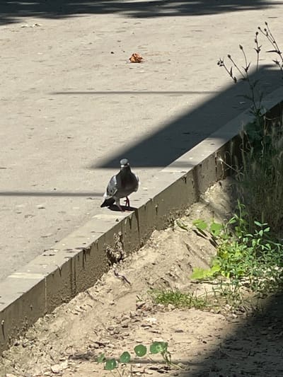 A pigeon stands on a concrete path next to a raised concrete planter filled with dirt and some greenery. The pigeon is mostly grey with some white and black markings. Its head is slightly lowered as if it's pecking at something on the ground. The concrete path has a rough texture with some small dark spots. A shadow of thin, leafy branches falls across the left side of the path, suggesting it's daytime and sunny. The planter has a rough, textured surface, and some small green plants are growing from it, with some small, round green leaves visible. The scene appears to be outdoors in a public space, possibly a park or a street. No text is visible in the image. The time of day appears to be midday, given the sharp shadows. The weather is likely clear and sunny.