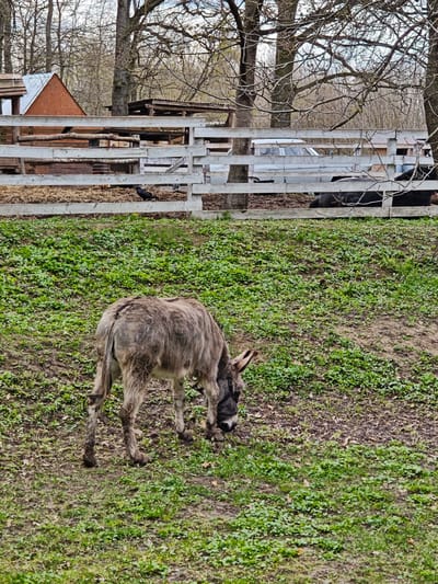 The image depicts a donkey grazing in a grassy area. In the background is a white wooden fence with what appears to be a vehicle and some structures partially visible behind it. There are also bare trees. This scene is located in or near Khrinivka, Ukraine.