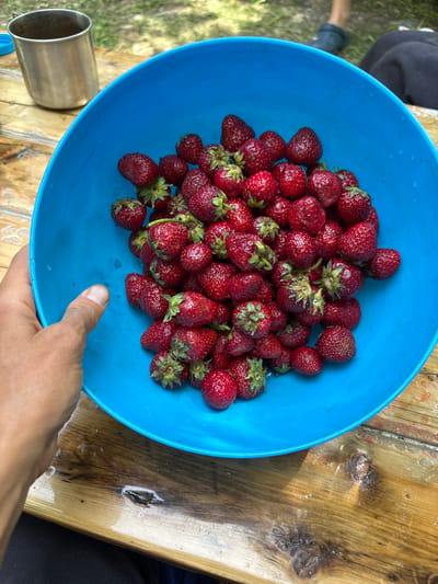 In the village of Utios, Ukraine, a bright blue plastic bowl overflows with ripe strawberries, a testament to a successful harvest. The bowl rests on a weathered wooden table, its surface marked by the elements and perhaps the remnants of past gatherings. To the left, a hand reaches into the bowl, its fingers gently touching the juicy red fruit, suggesting the act of selecting or enjoying the berries. In the background, out of focus, hints of green grass and the edge of a metallic cup suggest an outdoor setting, possibly a picnic or a moment of shared enjoyment. The scene evokes a sense of simple pleasure and connection with nature, a snapshot of a peaceful day in the Ukrainian countryside.