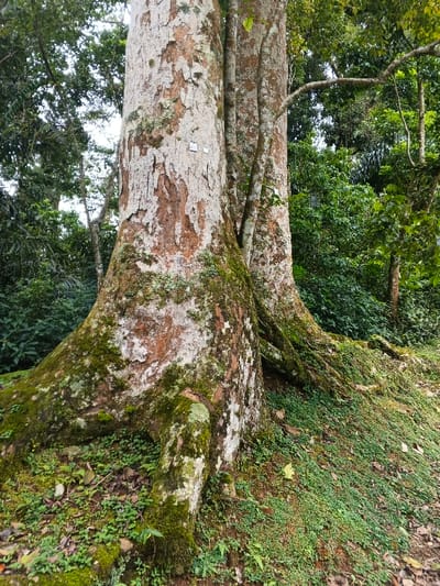 The image displays the lower trunk and buttress roots of a large tree within a dense, natural, and humid environment, located in the city of Tây Ninh, Vietnam. The tree features prominent, flaking bark that is light grey-brown with areas of exposed reddish-brown underlayers. Heavy coverings of vibrant green moss and lighter green lichens are present on the lower trunk and across the splayed buttress roots. Two small, rectangular, reflective metallic tags are affixed to the main trunk at mid-height in the visible section. The ground immediately surrounding the tree is covered with a dense mat of small, low-lying green plants and moss, sloping gently downwards to the right. The background consists of abundant, lush green tropical foliage, indicating a forest or jungle setting. No people, animals, or specific man-made objects other than the tree tags are visible.