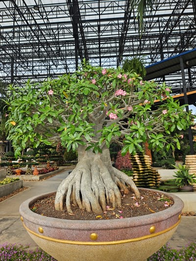 A close-up, eye-level, full shot captures a large Desert Rose bonsai tree with prominent, exposed roots in a large, decorative pot. The tree has a thick, bulbous trunk and many branches covered in lush green leaves and delicate pink flowers. The pot is a wide, shallow ceramic bowl with a textured, speckled brown and gold exterior and a smooth, reddish-brown rim adorned with gold studs. The tree and pot are situated on a paved walkway in an outdoor garden setting. In the background, a large greenhouse structure with a black metal frame and translucent roofing is visible, enclosing rows of plants and other garden features. The overall environment suggests a well-maintained botanical garden or nursery. The scene is set in Na Chom Thian, Thailand, indicated by the context of the botanical garden being located there. No people are present in the image.