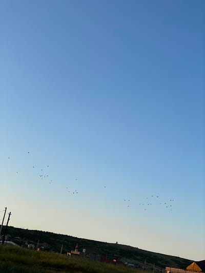 The image shows a flock of birds flying in a clear sky above a rural landscape. The sky transitions from a bright blue at the top to a lighter, pale blue near the horizon, indicating it is likely late afternoon or early evening. The sun is not directly visible, but its presence is suggested by the soft lighting and the gradient of the sky.
The birds are scattered in a loose formation, appearing as small, dark silhouettes against the sky. Their flight pattern is somewhat dispersed, with some birds flying individually and others in smaller groups.
The lower portion of the image reveals a hillside covered with green vegetation, suggesting a natural or agricultural setting. A few scattered houses and structures are visible nestled into the hillside, along with what appears to be a fence and utility poles in the foreground. The overall scene depicts a peaceful, rural environment as the day winds down. The location is identified as Buynaksk, Russia.