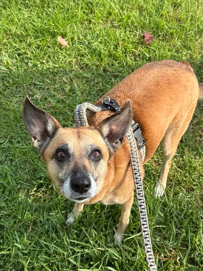 This is a close-up, high-angle shot of a tan dog lying on a patch of green grass. The dog is wearing a collar and leash, both of which appear to be made of a braided, multicolored material. The dog's head is turned towards the camera, and it is looking directly at the viewer with a curious expression. Its eyes are a deep brown, and its ears are perked up. The dog's fur is short and smooth. The background is entirely composed of lush green grass, suggesting an outdoor setting, possibly a park or a backyard. A single brown leaf is visible on the grass to the left of the dog. The lighting suggests it is daytime, with sunlight casting shadows, indicating a sunny day. There is no visible text in the image. The scene appears to be in Aguadulce, Spain.