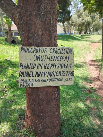 The image displays an outdoor scene in Karai ward, Kenya, centered on a mature tree. The tree features thick, textured, reddish-brown bark. A rectangular, faded yellow sign is affixed to the tree trunk, bearing black, hand-painted capital letters. The text reads: "PODOCARPUS GRACILLIOR (MUTHENGERA) PLANTED BY H.E PRESIDENT DANIEL ARAP MOION 22.7.1996 DURING THE GRADUATION CEREMONY". The ground around the tree is covered in green grass. To the left of the tree, a grey concrete culvert section rests on the grass. A reddish-brown dirt path extends from the mid-ground into the background on the right. In the background, a building with light blue lower walls, a lighter upper section, and a reddish-brown tiled roof is partially visible on the left. A line of tall, slender trees with green foliage stands further back, bordering the path. The scene is illuminated by daylight. No individuals or active interactions are depicted.