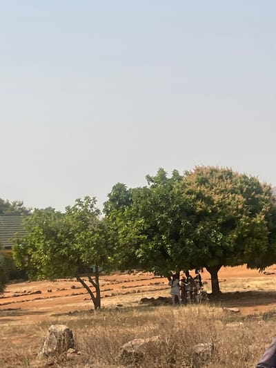 This image captures an outdoor scene in Hoss, Nigeria, under a hazy, light-colored sky. The ground consists primarily of reddish-brown earth with scattered dry, light-brown grass and rocks. Two substantial trees with green foliage dominate the midground; the larger tree on the right displays lighter-colored clusters, possibly flowers or fruit, at its crown. Beneath the larger tree, a group of approximately three to five individuals are gathered in the shade, partially obscured by the foliage. One individual on the far left of this group wears light-colored clothing. A dark-colored motorcycle or scooter is positioned near the group under the tree. In the left background, a building with a dark-tiled, sloped roof is partially visible. Further into the background, the reddish-brown ground shows multiple parallel rows of small, low mounds or stones. A prominent, light-colored rock lies in the lower-left foreground, while a blurred human shoulder and arm occupy the lower-right foreground.