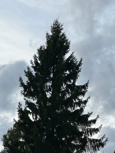 A tall, dark green fir tree is silhouetted against a cloudy, overcast sky. The tree fills the majority of the frame, with its branches extending upwards and outwards. The sky is a muted gray, with some lighter patches where the clouds are thinner, suggesting daylight. There is a very small, distant dark speck in the upper left portion of the image which may be a bird or an insect. The image was taken in Vammala, Finland.