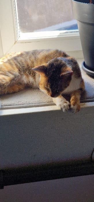 This image depicts a domestic cat resting on an interior window sill in a building located in Blaye, France. The cat, exhibiting a calico or tortoiseshell pattern with dominant brown, orange, black, and white fur, is lying with its body partially curled and its head lowered, facing slightly to the right. Its front paws are tucked under its chest, and its eyes appear closed, indicating a state of rest or sleep.
The cat is positioned on a light-colored, possibly white or light grey, textured window sill. Behind the cat, a white-framed window is visible, allowing bright sunlight to enter and illuminate the scene, particularly highlighting the cat's fur and the sill. The view outside the window is largely obscured by sun glare. A black, cylindrical plant pot is present on the window sill to the right of the cat. Below the window sill, a dark grey or black structural element, possibly a wall or a radiator, is visible, primarily in shadow. No human subjects are present in the frame. The lighting suggests daytime.