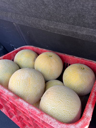 A high-angle shot reveals a red plastic crate filled with approximately seven ripe cantaloupes. The crate sits adjacent to a dark gray, possibly felt-lined, interior, possibly the trunk of a vehicle. The lighting suggests daytime. No people are visible. The scene shows no obvious identifiers to definitively place it in Saâda, Morocco, or any other specific location.