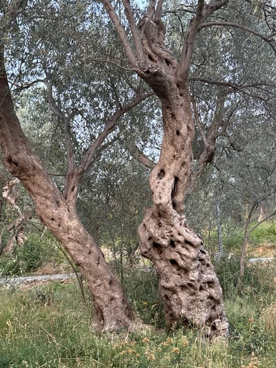 The image displays two ancient, gnarled olive trees standing in a grassy area. The tree on the right has a particularly twisted and textured trunk with numerous holes and crevices, suggesting significant age and character. The tree on the left, while also mature, is less dramatically contorted. Both trees are covered in small, gray-green leaves characteristic of olive trees. The background consists of more olive trees and foliage, with hints of a blue sky above. The ground is covered in dry grass and some scattered wildflowers. The scene is set in an outdoor environment, likely a grove or natural landscape. This scene is located in Sustaš, Montenegro. There are no people or animals visible in the image.