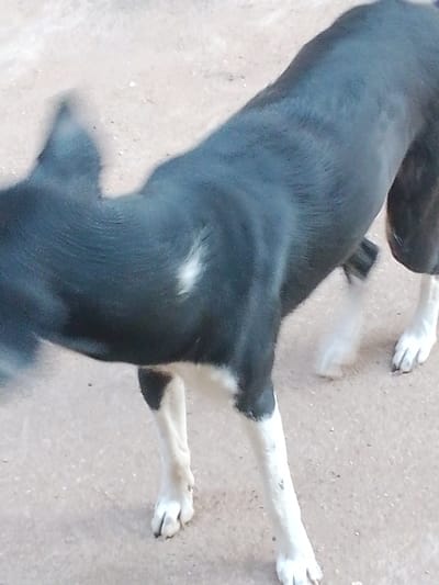 A medium shot captures the back and side of a black and white dog, possibly a mixed breed, standing on a light brown, dusty surface. The dog's fur appears short and its body is lean. There is a patch of white fur on its back, near the shoulders. Its legs are white with black markings on the upper thighs. The dog's head and neck are blurred due to motion, suggesting it is moving or turning its head. The ground surface is rough and speckled with small debris. The lighting suggests it could be daytime, but the specific time or weather conditions are not discernible. There is no visible text in the image. The context suggests this image was taken in Bokkos, Nigeria.