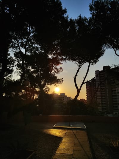 The image depicts a park setting in El Campello, Spain, during sunset. Silhouetted pine trees dominate the foreground, framing a clear blue sky transitioning to an orange and yellow gradient near the horizon. The setting sun is a bright orb, partially obscured by trees. In the middle ground, buildings with multiple stories are visible, their architecture suggesting an urban environment. A lamppost stands in the park, its silhouette also visible against the fading light. The ground is a mix of dark soil and gravel, with a paved walkway illuminated by the golden rays of the setting sun. The overall scene conveys a tranquil evening atmosphere in a residential area.