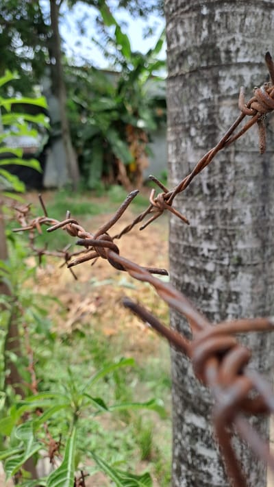 The image depicts a close-up, low-angle view of rusty barbed wire in front of a textured tree trunk. The barbed wire, with its sharp points and twisted strands, is the primary subject, taking up a significant portion of the foreground and mid-ground. The tree trunk, to the right of the frame, exhibits a rough, mottled bark. In the background, out of focus, are lush green foliage, suggesting an outdoor environment. The lighting appears natural, casting soft shadows. The scene is likely located in a rural or semi-rural area, possibly on the outskirts of Lhokaweawe, Indonesia, given the vegetation. There are no people or animals visible in the image, and no specific actions or interactions are depicted. The overall impression is one of weathered resilience in a natural setting.