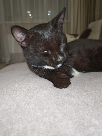 A black cat with a white patch on its chest and muzzle is lying on a light-colored textured surface, likely a couch or cushion. The cat is facing towards the right side of the frame, with its eyes partially closed, giving it a relaxed or sleepy appearance. Its paws are crossed in front of it, and its whiskers are clearly visible. The background is softly blurred, showing hints of indoor lighting, possibly from curtains or windows, and a hint of furniture. The overall lighting suggests it might be evening or a dimly lit room. The image has a candid and intimate feel, capturing a moment of domestic tranquility.