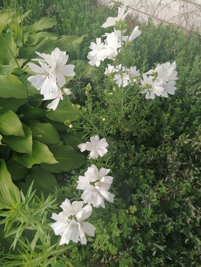 This media file is a high-angle, close-up photograph of a garden in Stropi, Latvia. The subjects are white Mallow flowers, also known as Lavatera, and large green hosta leaves. The Mallow flowers are delicate, with ruffled petals and prominent stamens, and they are clustered on slender green stems. Some of the flowers are in full bloom, while others are still in bud. The hosta leaves are broad, with deep veins, and their glossy surface catches the light. The background is a dense bed of smaller green plants and some dry, wispy stalks of vegetation.
The scene is bathed in natural light, suggesting it was taken during the daytime. The lighting indicates a bright day, possibly sunny with some shadows. There are no people or animals visible in the image. The activity is simply the peaceful, natural growth of plants in a garden setting. The overall mood is serene and naturalistic. There is no visible text in the image. The location context is Stropi, Latvia.