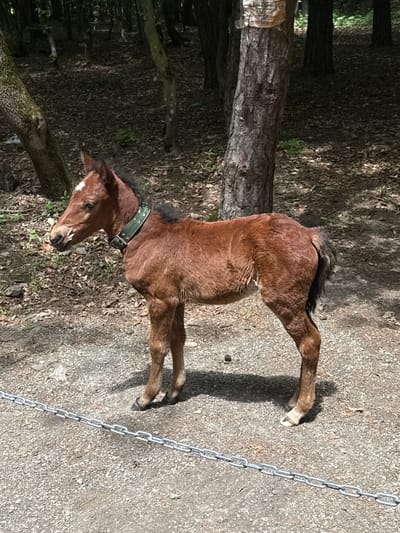 A brown foal with a green collar stands on a dirt path in Gyulagarak, Armenia. A chain lies on the path adjacent to the foal's hind legs. A tree trunk is visible to the left of the foal. Leaf litter is present on the ground.
