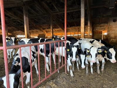 In a dimly lit barn, several black and white dairy cows stand on a floor covered in straw and mud. The cows are clustered together behind a red metal fence. Some of the cows have yellow tags on their ears. Sunlight streams in from openings in the barn's walls, illuminating dust motes in the air. The barn appears rustic, with exposed wooden beams and concrete columns. The overall impression is of a functional farm environment.