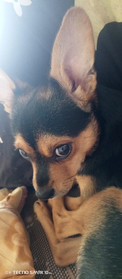 A close-up shot shows a small dog, likely a Chihuahua or similar breed, with tan and black fur. The dog is looking downward with a slightly melancholic expression. One ear is prominently visible, standing erect. The dog rests on what appears to be a patterned blanket or cushion. A blurry object, possibly a toy, is partially visible in the lower left corner. The location is unknown, and there is no information in the image to suggest that the photo was taken in Bereg Kubani, Russia. "TECNO SPARK 10 Pro" is printed at the bottom left.