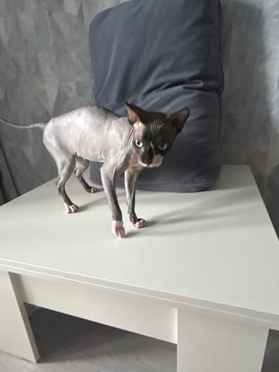 A hairless cat, likely a Sphynx breed, stands on a white, rectangular table. The cat has gray skin with darker markings on its face and legs. It is facing towards the right of the frame with its head turned slightly towards the camera. Behind the cat is a large, dark blue pillow or cushion. The background consists of a textured gray wall and a glimpse of a curtain on the left side. The floor beneath the table appears to be a light gray laminate. The scene suggests an indoor domestic setting. There is no indication of the city of Kokhma, Russia within the image.
