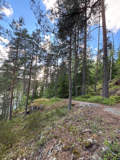 The image depicts a serene forest scene with tall, slender pine trees dominating the landscape. The trees are densely packed, creating a natural canopy that filters the sunlight, casting dappled shadows on the forest floor. The ground is covered with a carpet of fallen pine needles, moss, and small green plants, indicative of a natural, untamed environment. Some rocks are scattered throughout, adding texture and depth to the scene. In the distance, glimpses of a body of water can be seen, suggesting the forest is situated near a lake or river. The sky above is a vibrant blue, with scattered white clouds adding a touch of dynamism to the scene. The overall impression is one of tranquility and natural beauty. This image is believed to be from Berezovo, Russia, given the context provided.