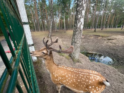 A dappled deer with antlers stands near a green metal fence in a wooded area. The deer is facing left, with its head tilted slightly down towards the fence. Its coat is tan with white spots, and its antlers are branched and brown. Behind the deer, a forest of tall, thin trees, primarily pines and birches, creates a dense backdrop. The ground is covered in dirt, fallen leaves, and some sparse grass. A small pool of water with reflections of trees is visible to the right of the deer. In the foreground, a portion of the green fence is prominent, with some moss or algae visible on its bars. To the left of the fence, a person can be partially seen, along with a red and black object that resembles a scooter or bicycle. The scene appears to be an outdoor enclosure, possibly a park or wildlife sanctuary, given the presence of a fence and the close proximity of the deer to human activity. The location is specified as Камянюцкі сельскі Савет, Belarus.
