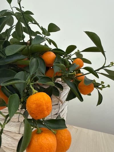 A close-up shot depicts a potted calamondin orange tree (Citrofortunella microcarpa) laden with small, mature orange fruits and deep green leaves. The tree appears to be indoors, positioned against a backdrop of a plain, off-white wall. The planter is light-colored. The lighting is soft and diffused. No people are visible. The specific location in Kichevo, Bulgaria cannot be determined from the visual information provided.