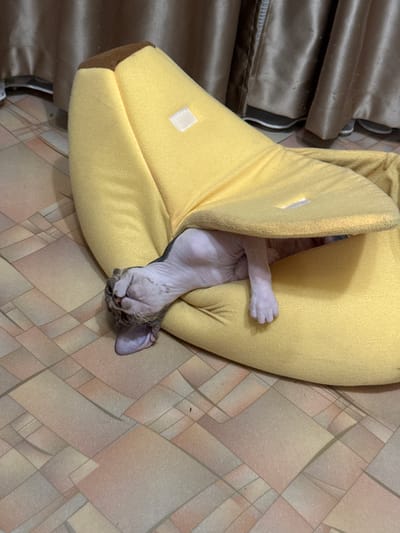 A hairless cat is sleeping in a yellow banana-shaped bed. The cat's head is tucked into the bed, with one paw extended. The cat appears to be a Sphynx cat due to its lack of fur. The bed is placed on a tiled floor. In the background, there are some brown metallic blinds or drapes. The overall scene suggests a domestic setting. There is no visible text in the image. The time of day and weather conditions are not discernible from the image. The location is identified as a closed administrative–territorial formation in Russia. The cat's relaxed posture and closed eyes indicate it is asleep and likely comfortable.