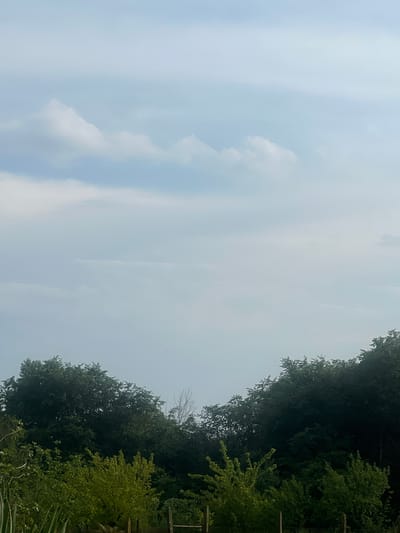 The image captures an outdoor natural landscape, primarily composed of a vast sky and a dense treeline. The upper two-thirds of the frame are filled with an expansive sky, which is light blue to light gray, suggesting overcast or hazy weather conditions. Gentle wisps of white clouds are visible, particularly on the left, blending into the diffuse atmosphere.
The lower third of the image features a rich and dense collection of trees and other green foliage. The treeline exhibits a variation in color, with darker green, mature trees forming a thick canopy in the background, possibly indicating a forest or dense woods. Closer to the foreground, there are sections of brighter, lighter green vegetation, likely younger trees or bushes. A faint, dark vertical object, possibly a fence post, is discernible at the far right edge of the treeline. Slightly left of the center, a bare, lighter-colored tree branch or dead tree top can be seen poking out from behind the dense foliage.
The scene appears to be set during the daytime, characterized by soft, diffused light due to the overcast sky. There are no people or specific activities taking place, presenting a static, tranquil view of nature. No text is visible within the image. The location context for this scene is Zlatari, Bulgaria.